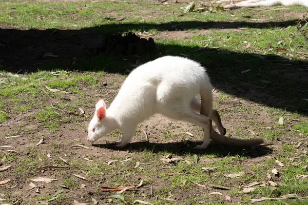 Albino valabinin pembe kulakları, burnu, gözleri ve pençeleri olan beyaz bir vücudu vardır.