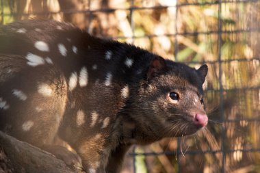 Benekli tüyler, kırmızı ile koyu kahverengi kürkü arasında zengin keseli hayvanlardır ve arkalarında kuyruk boyunca devam eden beyaz noktalarla kaplıdır..