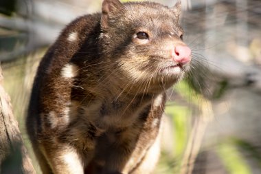 Benekli tüyler, kırmızı ile koyu kahverengi kürkü arasında zengin keseli hayvanlardır ve arkalarında kuyruk boyunca devam eden beyaz noktalarla kaplıdır..