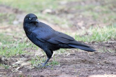 Avustralya kuzgunu, beyaz gözlü, gri ayaklı ve gagalı siyah bir kuştur.