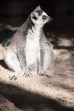 The Ring-tailed lemur backs is grey with grey limbs and dark grey heads and necks. They have long striped tails. clipart