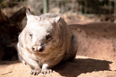 Kıllı burunlu Wombatlar daha yumuşak kürke, daha uzun ve sivri kulaklara ve ince bıyıklara sahip daha geniş bir ağza sahiptir..