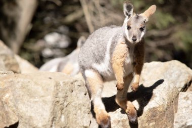 Sarı ayaklı kaya valabisi beyaz yanak çizgisi ile parlak renklidir.