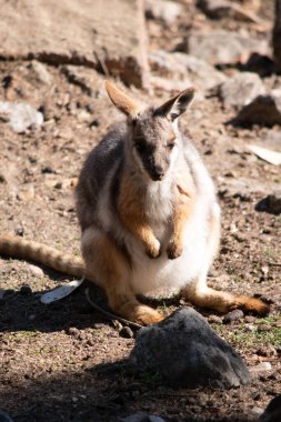 Sarı ayaklı kaya valabisi beyaz yanak çizgisi ile parlak renklidir.