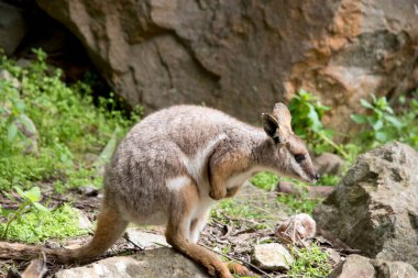 Bu sarı ayaklı kaya kanguru Joey 'nin yan görüntüsü.