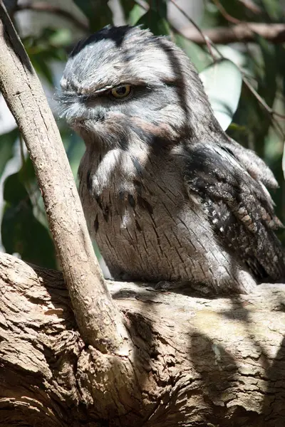 Tawny-frogmouth 'un benekli gri, beyaz, siyah ve paslı tüyleri var. Tüy desenleri ölü ağaç dallarını taklit etmelerine yardımcı oluyor..