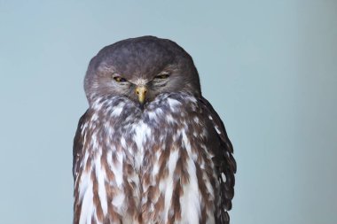 Havlayan baykuşun parlak sarı gözleri var ve yüz diski yok. Üst kısımları kahverengi veya gri-kahverengidir ve beyaz göğüs dikey olarak kahverengi çizgilidir.. 