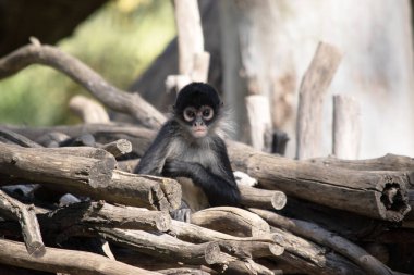 The black-handed spider monkey has lack or brown fur with hook-like hands and a prehensile tail. clipart