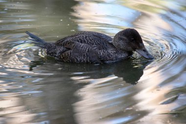 Kadının vücudu, gri-kahverengi gagalı düz bir kahverengidir. Diyet: Mavi gagalı ördekler hepçildir.