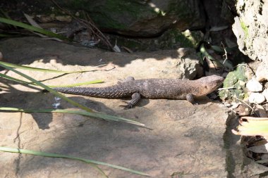 Cunningham Skink küçük bir kertenkeledir.