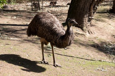 Emus 'lar koyu kahverengiden gri-kahverengi ve siyah uçlu ilkel tüylerle kaplıdır. Emu 'nun boynu mavimsi siyah ve tüysüz..