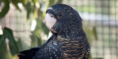 Dişi kırmızı kuyruklu siyah papağan siyahtır ve tüyleri sarıdır.