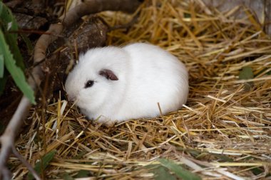 Gine domuzları küçük, şişman, kısa kulaklı, neredeyse kuyruksuz, evcil kemirgenlerdir. Genellikle evcil hayvan olarak tutulurlar. 