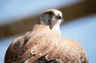 Nankeen Kerkenezi ince bir şahindir ve nispeten küçük bir yırtıcıdır.