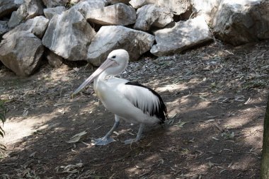 Avustralya pelikanları en büyük uçan kuşlardan biridir. Beyaz bir vücutları, kafaları ve siyah kanatları vardır. Büyük pembe bir banknotları var..
