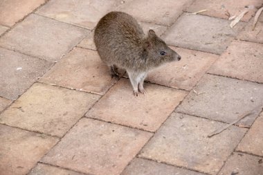 Uzun burunlu Potoro 'ların kahverengi-gri bir üst gövdesi ve daha soluk bir alt gövdesi vardır..