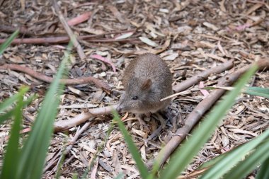 .Uzun burunlu Potoro 'ların burunlarından burnuna kadar uzanan küçük bir deri parçasıyla sivrilen uzun bir burnu vardır..