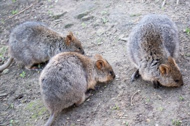 Quokka, kalın, kaba, gri-kahverengi tüylü ve hafif alt parçalı küçük bir valabidir. Burnu çıplak ve kulakları kısa..