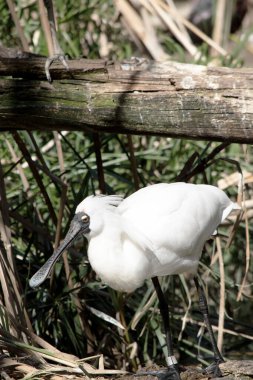 Kraliyet kaşığı kaşığa benzeyen siyah gagalı büyük beyaz bir deniz kuşudur..