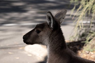 Western grey have large, muscular animals are grayish-brown to reddish-brown with a small head, large ears, and a long thick tail used for balance. clipart