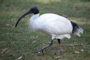 Avustralya Beyaz Ibis, ağırlıklı olarak tüysüz siyah kafa, boyun ve bacaklara sahip beyaz tüylerle karakterize edilir. Gagası da siyah, uzun ve kavisli..