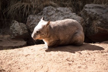 Kıllı burunlu Wombatlar daha yumuşak kürke, daha uzun ve sivri kulaklara ve ince bıyıklara sahip daha geniş bir ağza sahiptir..