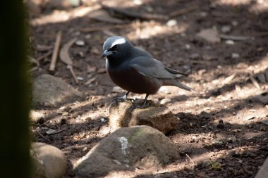 The white browed woodswallow is a grey bird with a dark grey face and white eyebrow clipart