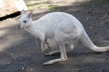 Joey Albino kangurusu pembemsi gözleri, kulakları ve burnu ile bembeyaz.