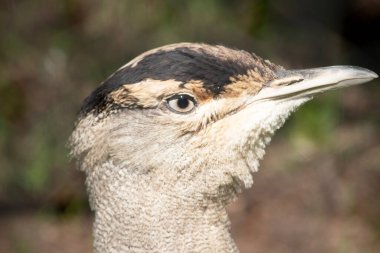 The Australian Bustard is one of Australia's largest birds. It is a mainly grey-brown bird, speckled with dark markings, with a pale neck and black crown, clipart