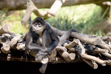 Siyah elli örümcek maymunun kanca gibi elleri ve kavrayıcı kuyruğu olan kahverengi kürkü yok..