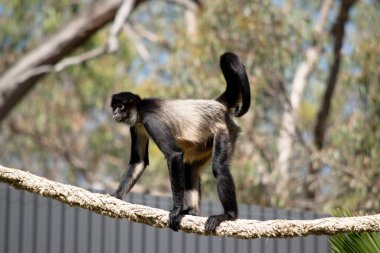 Siyah elli örümcek maymunun kanca gibi elleri ve kavrayışlı kuyruğu olan siyah ya da kahverengi kürkü vardır.. 