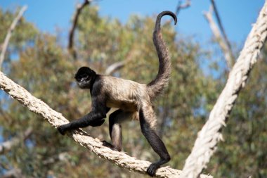 Siyah elli örümcek maymunun kanca gibi elleri ve kavrayışlı kuyruğu olan siyah ya da kahverengi kürkü vardır..