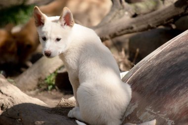 Dingolar köpek gibi kurttur. Dingoların uzun bir ağızlıkları, dik kulakları ve güçlü pençeleri vardır.. 