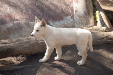 Dingolar köpek gibi kurttur. Dingoların uzun bir ağızlıkları, dik kulakları ve güçlü pençeleri vardır..