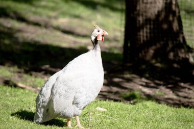  Miğferli Gine tavuğu gri-siyah benekli ve beyaz. 