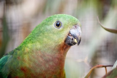Avustralya kralı papağanın kırmızı bir göbeği ve yeşil bir sırtı, yeşil kanatları ve uzun yeşil bir kuyruğu vardır.