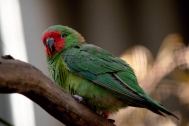Küçük Lorikeet küçük parlak yeşil bir papağandır. Siyah gagasını çevreleyen kırmızı bir yüzü vardır ve gözüne kadar uzanır..