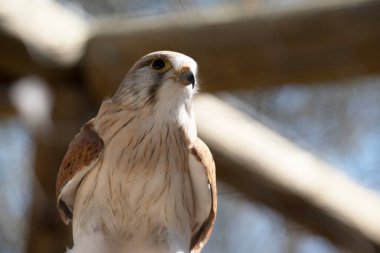 Nankeen Kerkenezi ince bir şahindir ve nispeten küçük bir yırtıcıdır.
