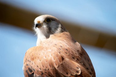 Nankeen Kerkenezi ince bir şahindir ve nispeten küçük bir yırtıcıdır.