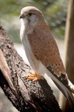 The Nankeen Kestrel is a slender falcon and is a relatively small raptor (bird of prey). The upper parts are mostly rufous, with some dark streaking. clipart