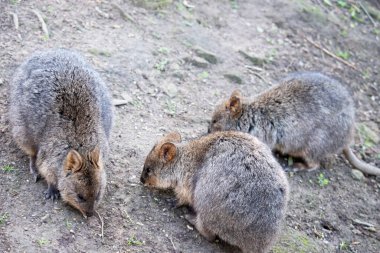 Quokka, kalın, kaba, gri-kahverengi tüylü ve hafif alt parçalı küçük bir valabidir. Burnu çıplak ve kulakları kısa..