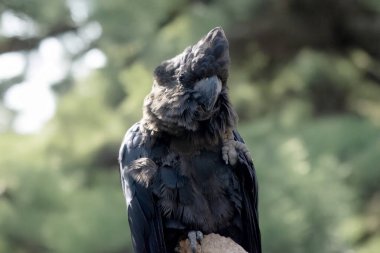 Erkek kırmızı kuyruklu siyah papağanlar kuyruklarında iki kırmızı çizgili siyahtır. Ayrıca çok büyük bir armaları ve kara gagaları var..