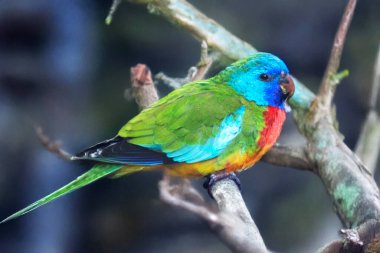 Kızıl, iğrenç papağan küçük, parlak renkli bir papağandır. Erkeğin göğsü kırmızıdır, her iki cinsin de kobalt mavisi bir kafası ve koyu sarı bir alt gövdesi vardır.. 