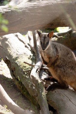 Güney Fırça kuyruklu Kaya-valbi 'nin tipik, uzun ve koyu renkli bir kuyruğu vardır..