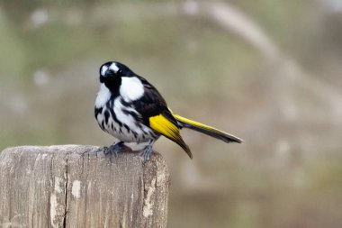 The white cheeked honeyeater has a large bright yellow tail and wing panels, with a large conspicuous white cheek patch on a mainly black head. clipart