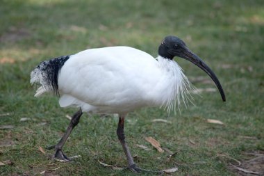 Avustralya Beyaz Ibis, ağırlıklı olarak tüysüz siyah kafa, boyun ve bacaklara sahip beyaz tüylerle karakterize edilir. Gagası da siyah, uzun ve kavisli..