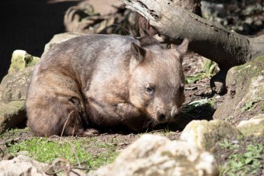 Kıllı burunlu Wombatların daha yumuşak kürkleri, daha uzun ve sivri kulakları ve ince bıyıklı daha geniş ağızlıkları vardır.