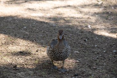 The females have a paler head with two white stripes, above and below the eye, a speckled breast and flanks, with a white lower belly and undertail.  clipart