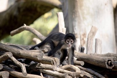 Siyah elli örümcek maymunun kanca gibi elleri ve kavrayıcı kuyruğu olan kahverengi kürkü yok..