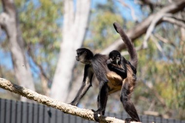 Siyah elli örümcek maymunun kanca gibi elleri ve kavrayışlı kuyruğu olan siyah ya da kahverengi kürkü vardır..